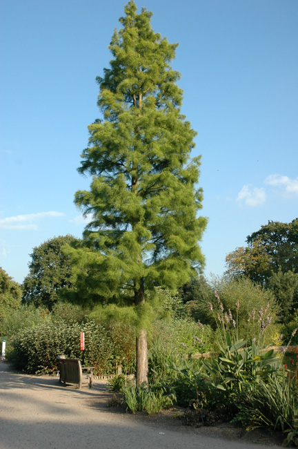 A mature tree at RHS Wisley, Surrey, England.